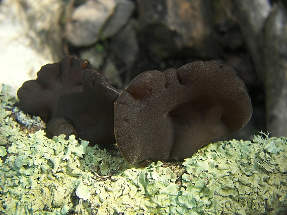 uchovec bazový Auricularia auricula-judae (Bull.) Quél.