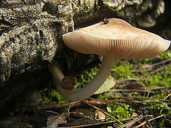 stitovka jelenia ? Pluteus cervinus?