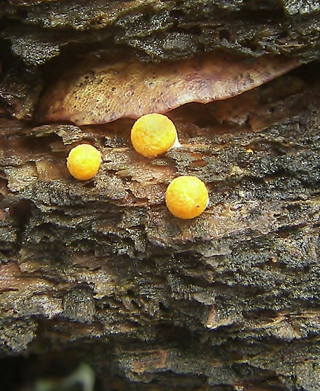 pohárovček Crucibulum sp.