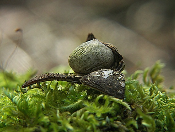 hviezdovec vlahojavný Astraeus hygrometricus (Pers.) Morgan