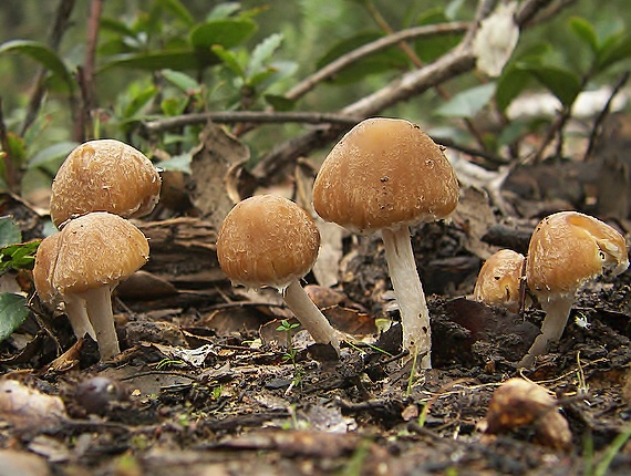 drobuľka Psathyrella sp.