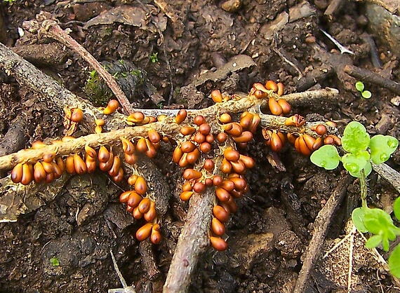 leskloplodka krehká Leocarpus fragilis (Dicks.) Rostaf.