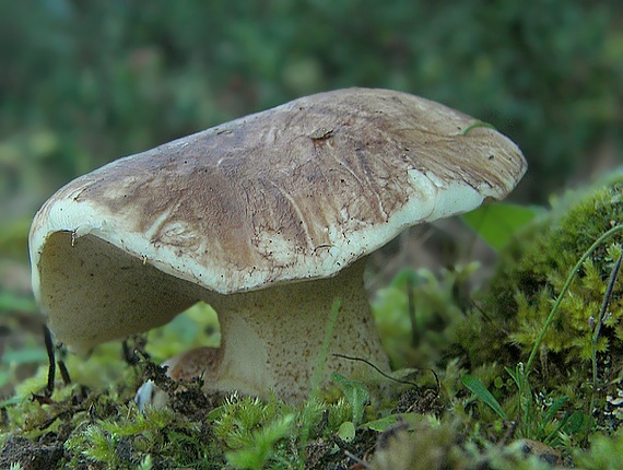 masliak Suillus bellini