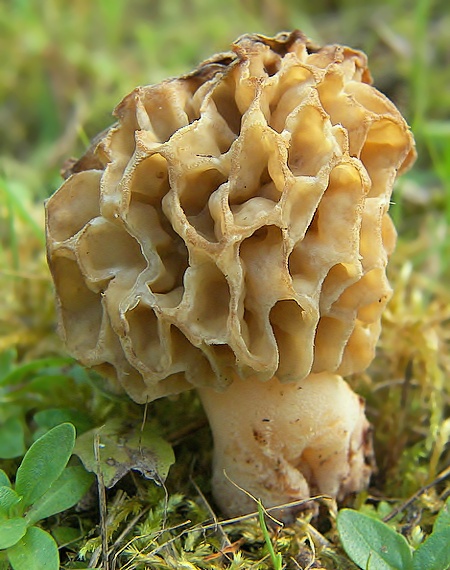 smrčok jedlý Morchella esculenta (L.) Pers.