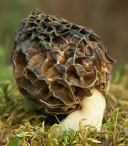 smrčok Morchella sp.