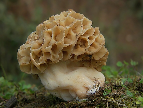 smrčok jedlý Morchella esculenta (L.) Pers.