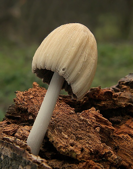 hnojník okrový Coprinellus domesticus (Bolton) Vilgalys, Hopple & Jacq. Johnson