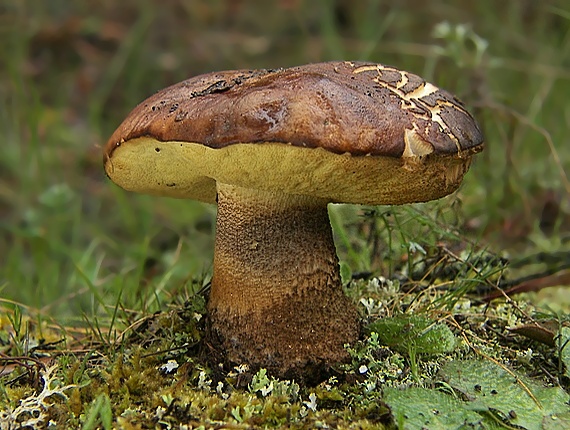 kozák Leccinum sp.