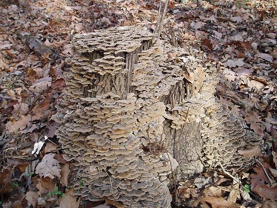 trúdnikovec pestrý Trametes versicolor (L.) Lloyd