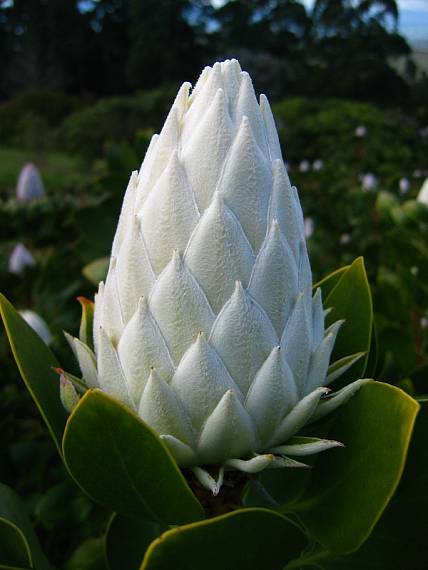 king protea  (protea cynaroides) Protea cynaroides