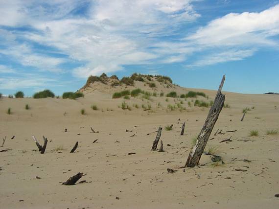 henty dunes