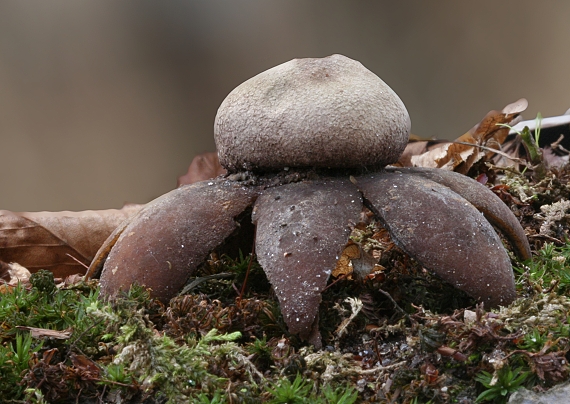 hviezdovec vlahojavný Astraeus hygrometricus (Pers.) Morgan