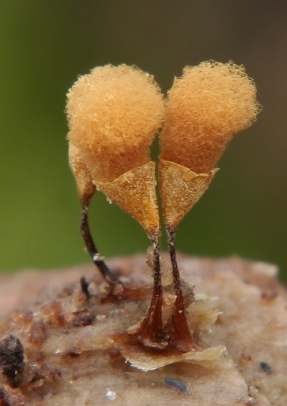 vlasovníčka kyjačikovitá Hemitrichia clavata (Pers.) Rostaf.