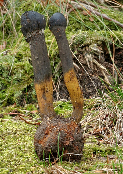 žezlovka Elaphocordyceps sp.