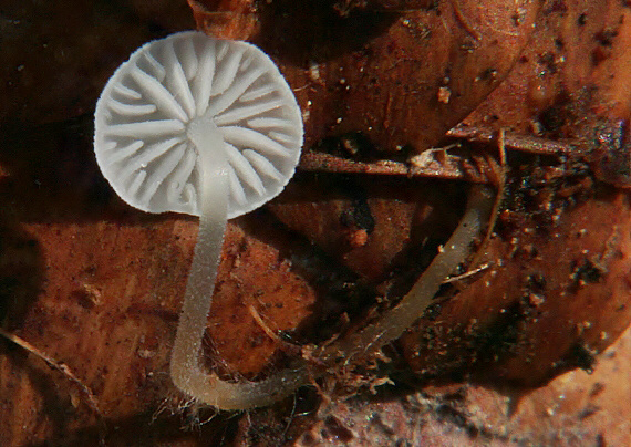 peniazočka smreková Strobilurus esculentus (Wulfen) Singer