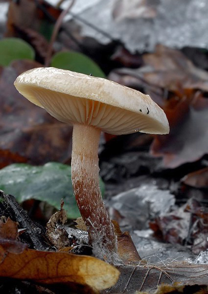 šupinovka hlinovookrová Pholiota lenta (Pers.) Singer