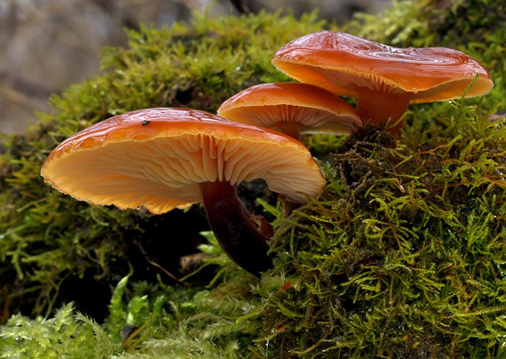 plamienka zimná Flammulina velutipes (Curtis) Singer