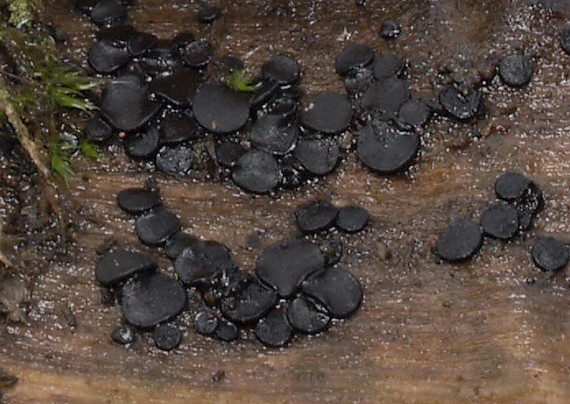 dactylospora tmavá Sclerococcum stygium (Berk. & M.A. Curtis) Olariaga, Teres, J.M. Martín, M. Prieto & Baral