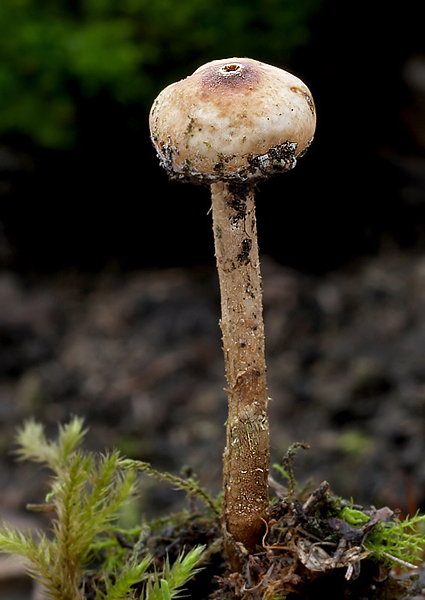 stopkovec zimný Tulostoma brumale Pers.