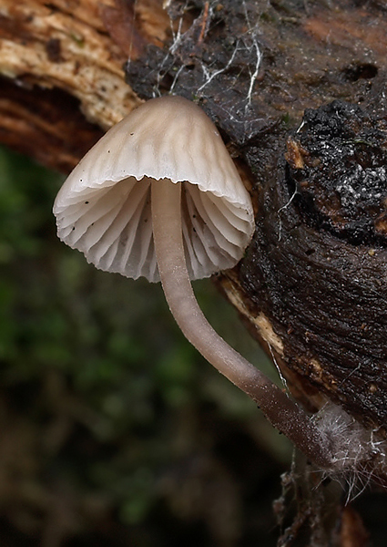 prilbička Mycena sp.