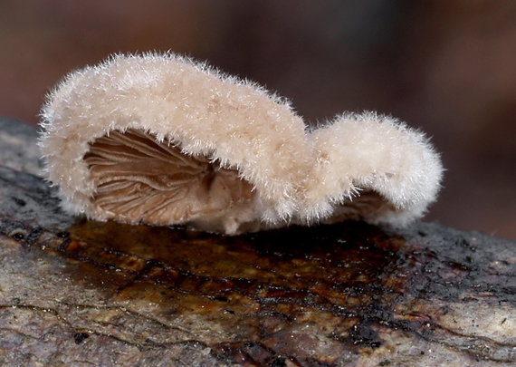 klanolupeňovka obyčajná Schizophyllum commune Fr.