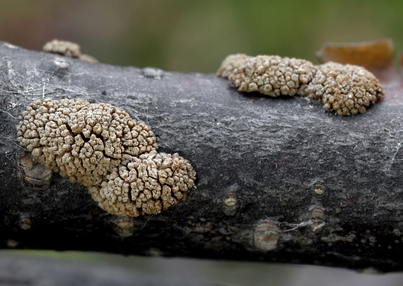 padrobnica zvláštná Merismodes anomala (Pers.) Singer