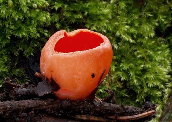 ohnivec šarlátový Sarcoscypha coccinea (Gray) Boud.