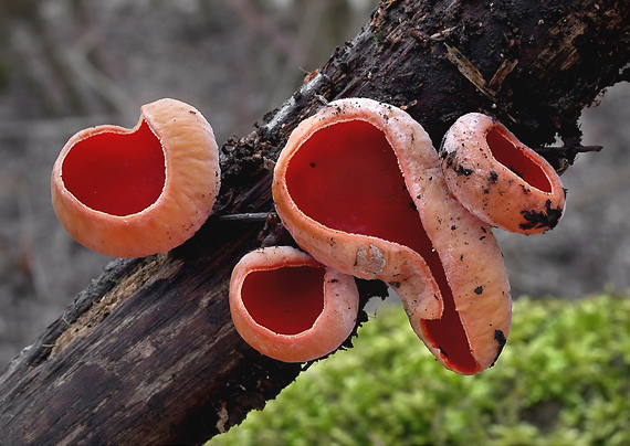 ohnivec šarlátový Sarcoscypha coccinea (Gray) Boud.