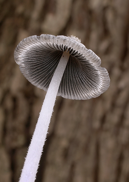 hnojník Coprinus sp.