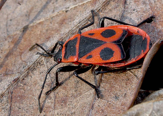 cifruša bezkrídla Pyrrhocoris apterus