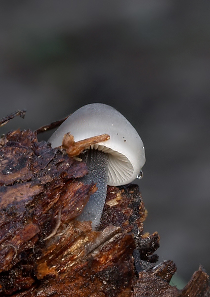 prilbička šišková Mycena strobilicola J. Favre & Kühner