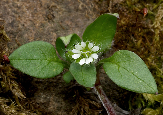 hviezdica prostredná Stellaria media (L.) Vill.