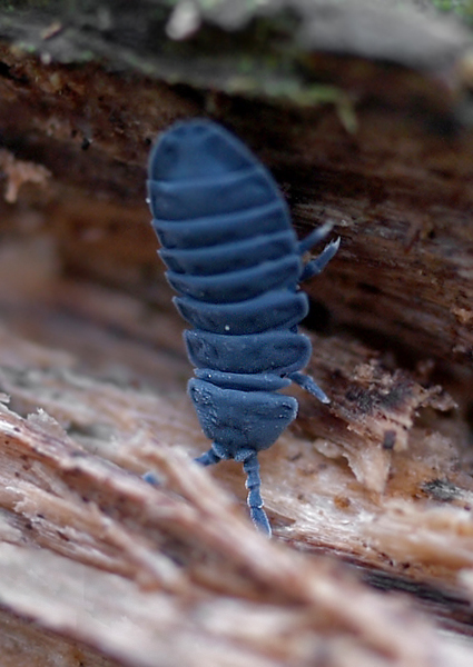 chvostoskok obrovský Tetrodontophora bielanensis