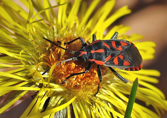 behavka skalná  Spilostethus saxatilis