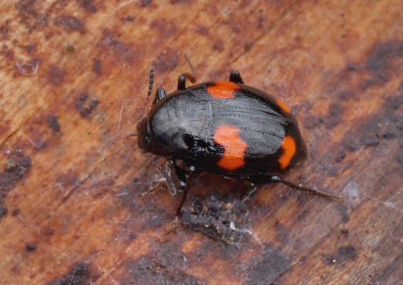 člunotvarec  čtyřskvrnný Scaphidium quadrimaculatum