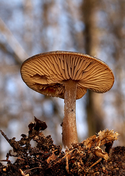 hodvábnica včasná Entoloma vernum S. Lundell