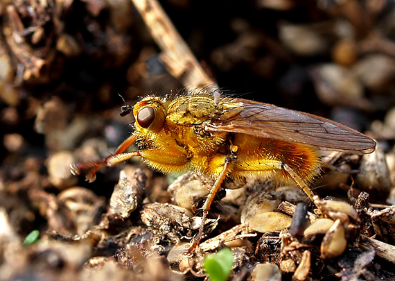 lajniarka žltá ♂ Scatophaga stercoraria