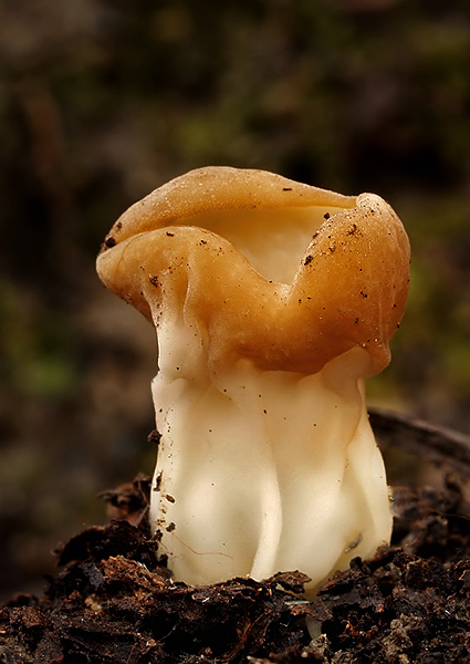 chriapač Helvella sp.