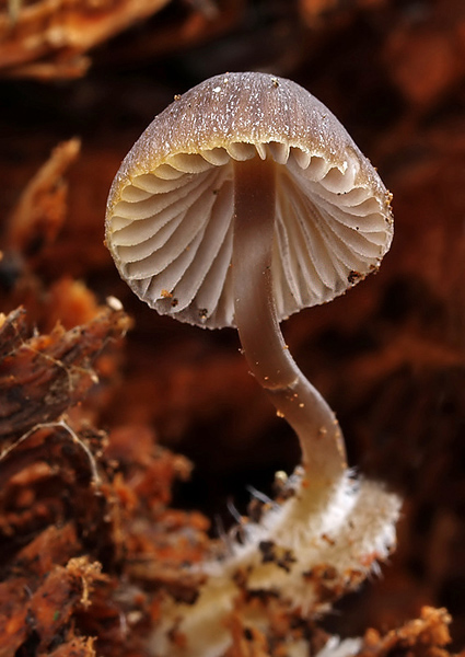 prilbička Mycena sp.