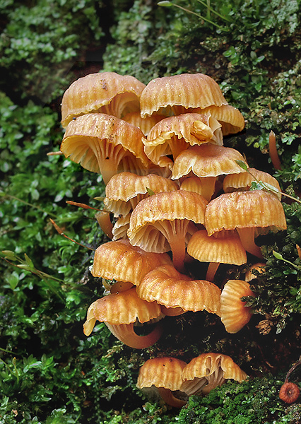 tanečnička zvončekovitá Xeromphalina campanella (Batsch) Maire