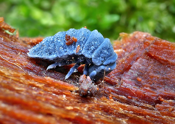 chvostoskok obrovský Tetrodontophora bielanensis