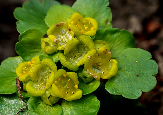 slezinovka striedavolistá Chrysosplenium alternifolium L.