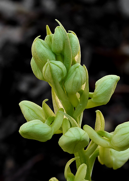 vstavač bledý Orchis pallens L.