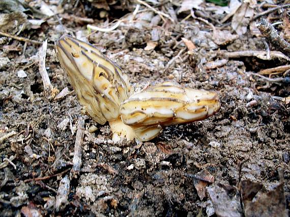 smrčok hybridný Morchella semilibera DC.