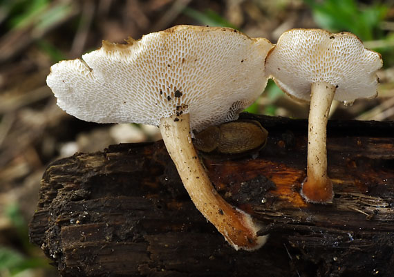 trúdnik zimný Lentinus brumalis (Pers.) Zmitr.