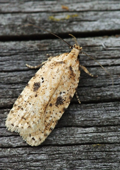 ploskáč lopúchový Agonopterix arenella