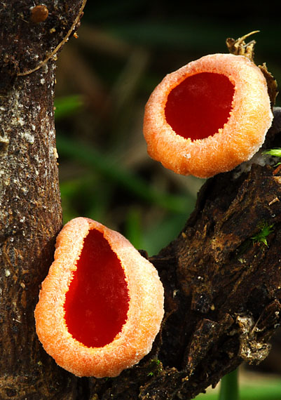 ohnivec šarlátový Sarcoscypha coccinea (Gray) Boud.