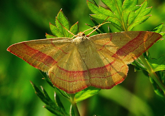 piadica prútnatcová Rhodostrophia vibicaria