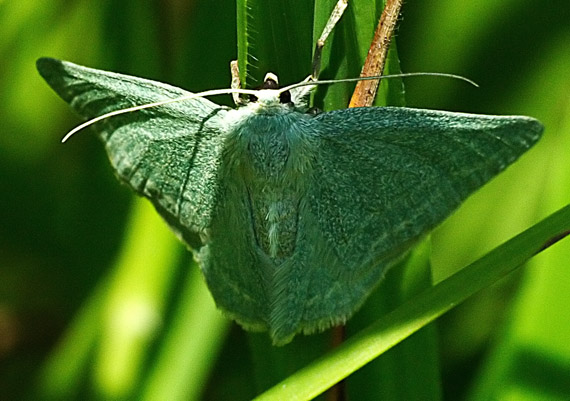 piadivka prútnatcová Pseudoterpna pruinata