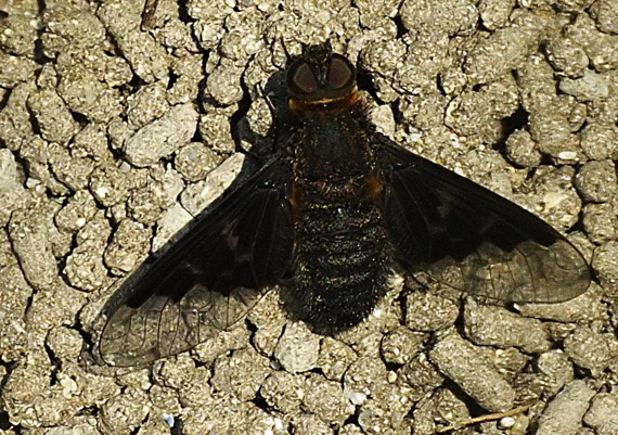 Hemipenthes morio (Bombyliidae) det.V.Straka